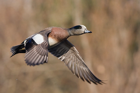 Widgeon Duck