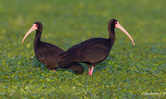 Bare-faced Ibis - ARSB00164