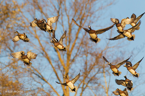 WNFL03759 - American Wigeon