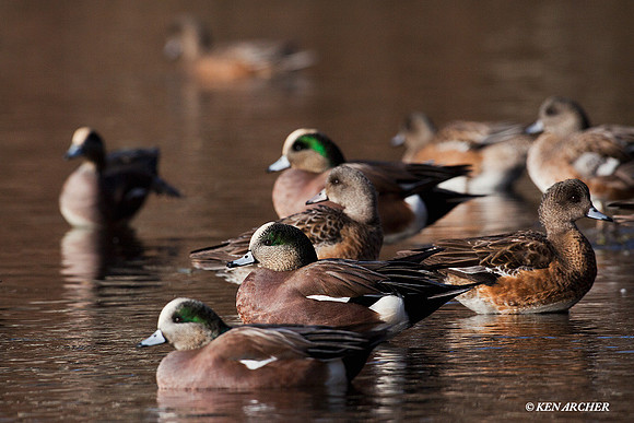WN00679 American Widgeon Duck