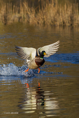 MDFL05531 - Mallard Duck