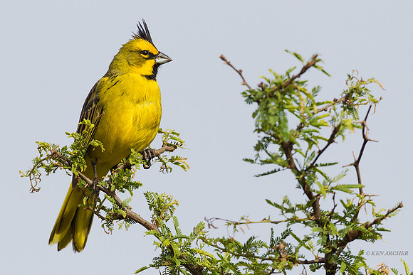 Yellow Cardinal - ARBD01735
