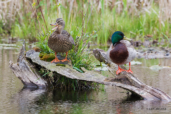MDDK01925 - Mallard