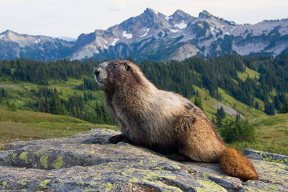 Hoary Marmot - HYMT00062