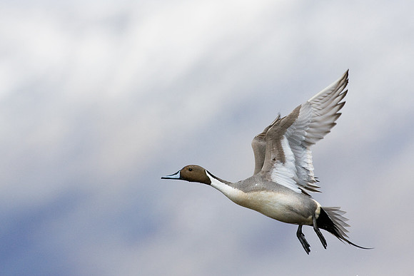 Pintail Drake in Flight - PTFL00403