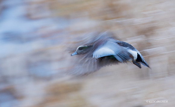 WNFL04588 - American Wigeon