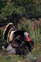 MMTY440491 Merriam's Tom Turkey