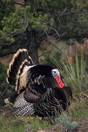MMTY440491 Merriam's Tom Turkey