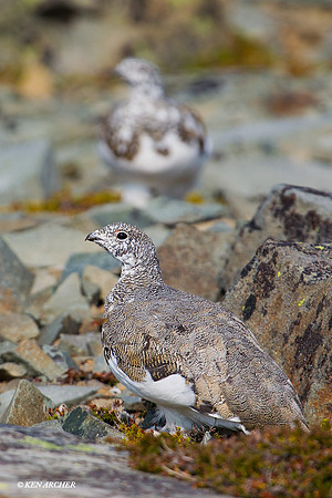 WTPM00043 White-tailed Ptarmagin