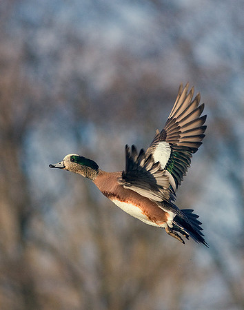 WNFL00460-Widgeon-Duck