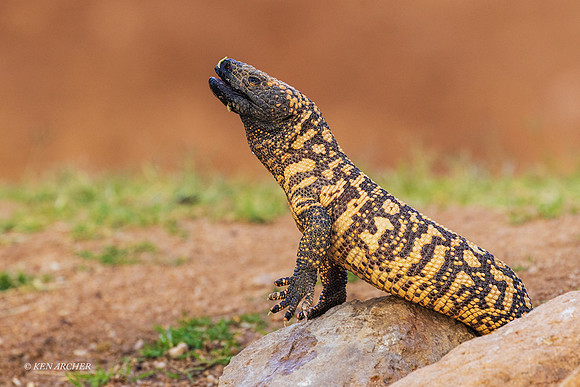 AZGM00036 - Gila Monster