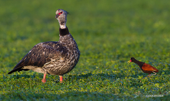 Wattled Jacana - ARSB00502