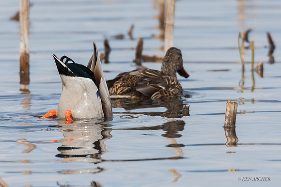MDDK00461 - Mallard Duck