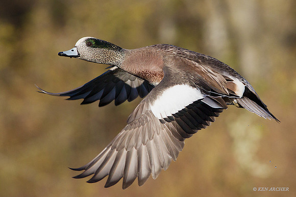 WNFL03752 - American Wigeon