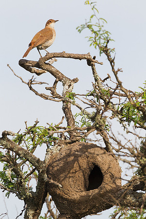 Rufous Hornero - ARBD00680