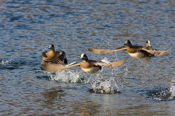 WNFL00601-Widgeon-Duck