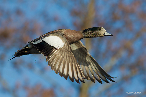 WNFL02346 Widgeon Duck