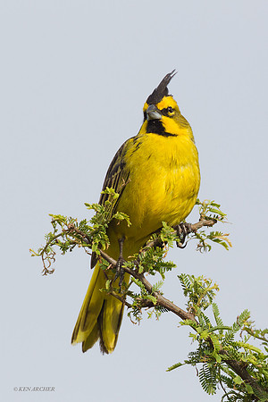 Yellow Cardinal - ARBD01748