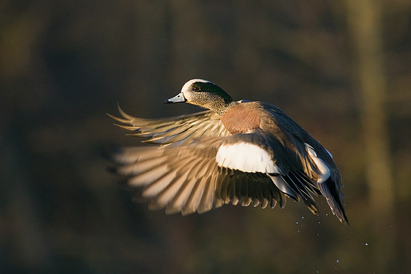 WNFL00544-Widgeon-Duck