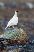 NMRM00247 - Rock Ptarmigan