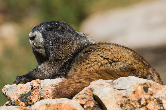 Hoary Marmot - HYMT00007