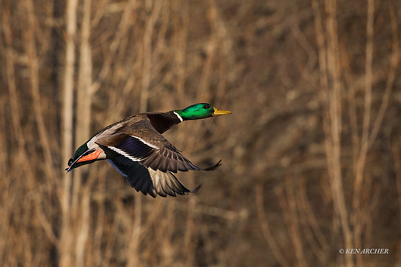 MDFL05668 - Mallard Duck
