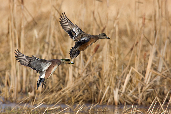 WNFL00397-Widgeon-Duck