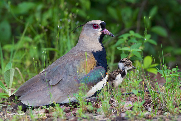 Southern Lapwing - ARSB00904