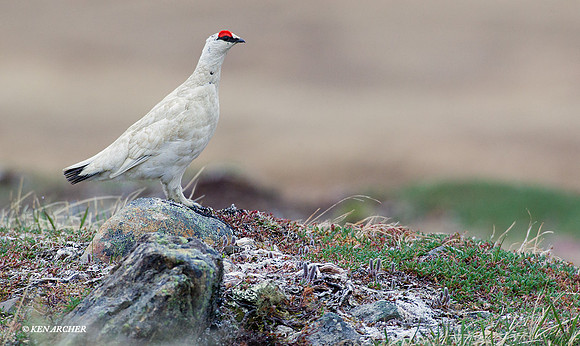 Rock Ptarmigan - NMRM00105