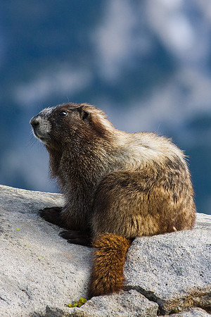 Hoary Marmot - HYMT00051