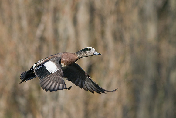 WNFL00711-American-Widgeon-Duck