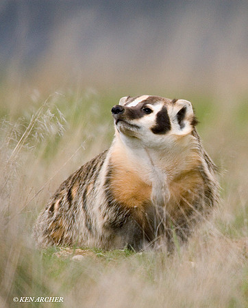Badger - BR00015