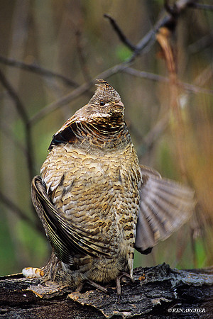 RFGR020824 Ruffed Grouse