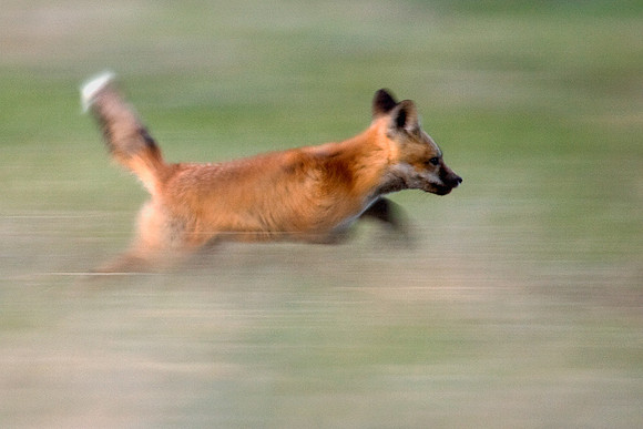 RF00624-Red-Fox-Kit