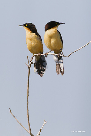 Black-capped Donaconbius - ARBD00320
