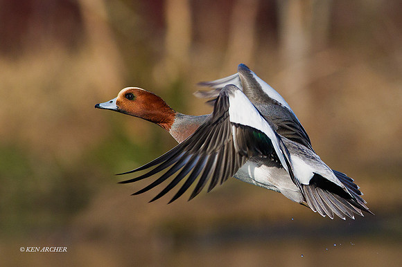 EWN00397 - Eurasian Widgeon