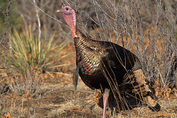 mmty440332 Merriam's Tom Turkey