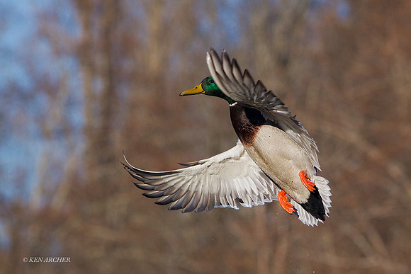 MDFL05215 - Mallard Duck