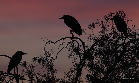 Black-crowned Night Heron - ARSB00829