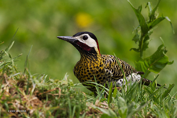Golden-breasted Woodpecker - ARBD00145