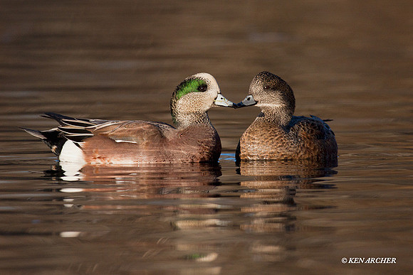 American Widgeon Duck Pair - WN00425