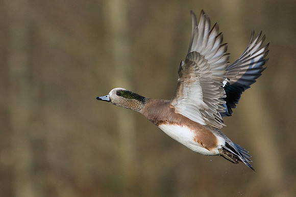 Widgeon Duck - WNFL00448