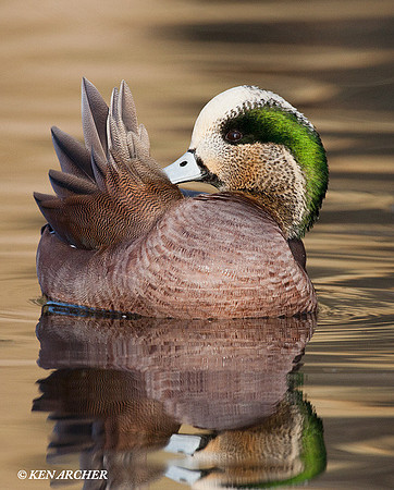 WN00613 American Widgeon Duck