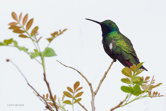 Glittering-bellied Emerald  - ARBD01626