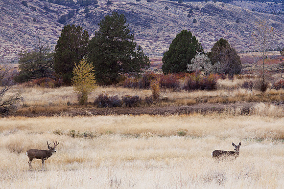 MLDR00347-Mule-Deer