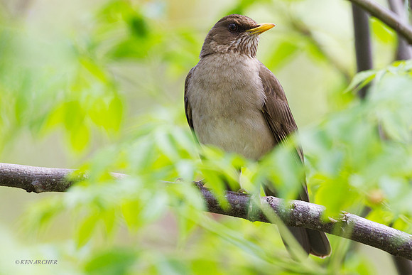 Pale-breasted Thrush - ARBD00259