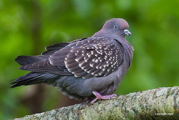 Spot-winged Pigeon - ARBD00950