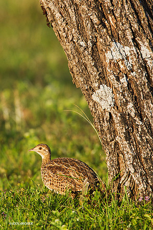 Spotted Nothura - ARBD00448