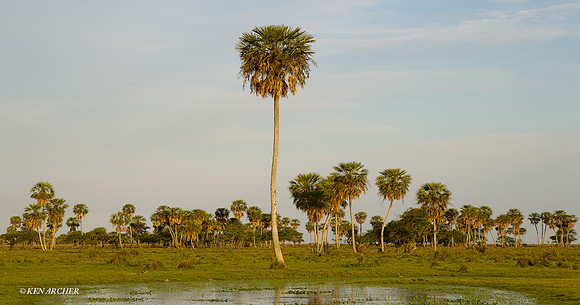 Ibera Marshes - ARLS00080