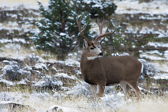 MLDR00914-Mule-Deer